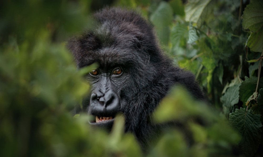 3 Day Rwanda Gorilla Trek