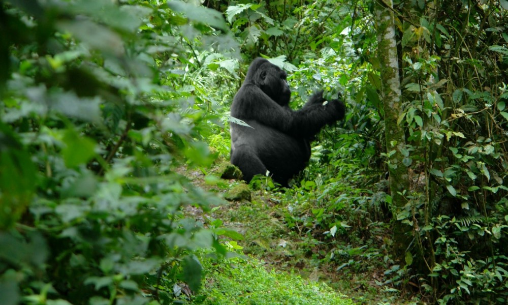 4 Day Rwanda Gorilla Trek