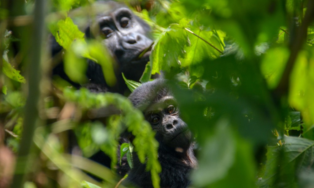 4 Day Uganda Gorilla Trek