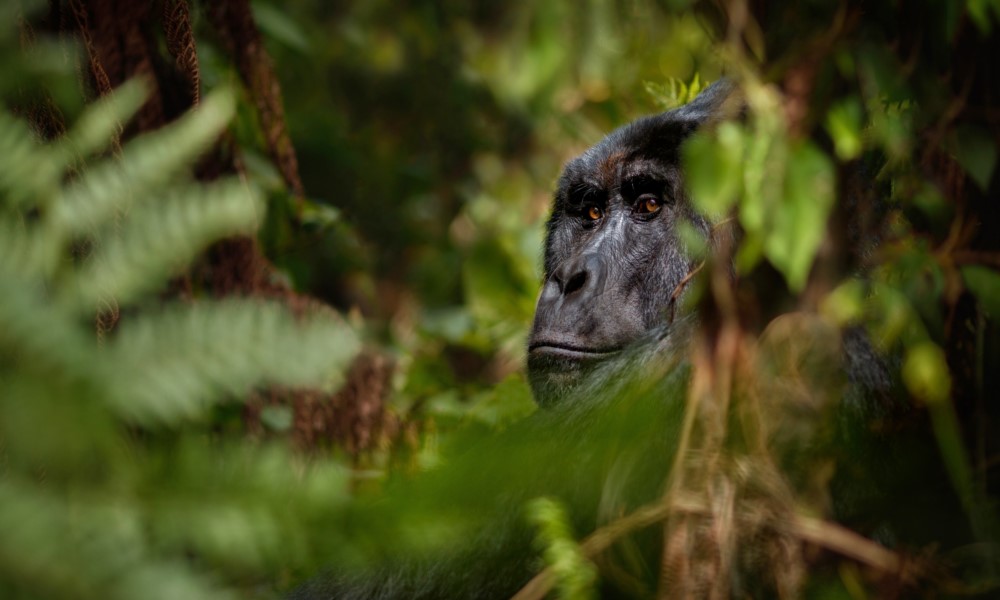 5 Day Uganda Gorilla Trek